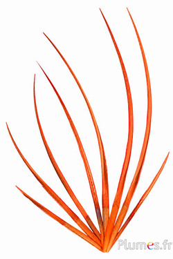 Dindon rachis - 25-35 cm - orange
